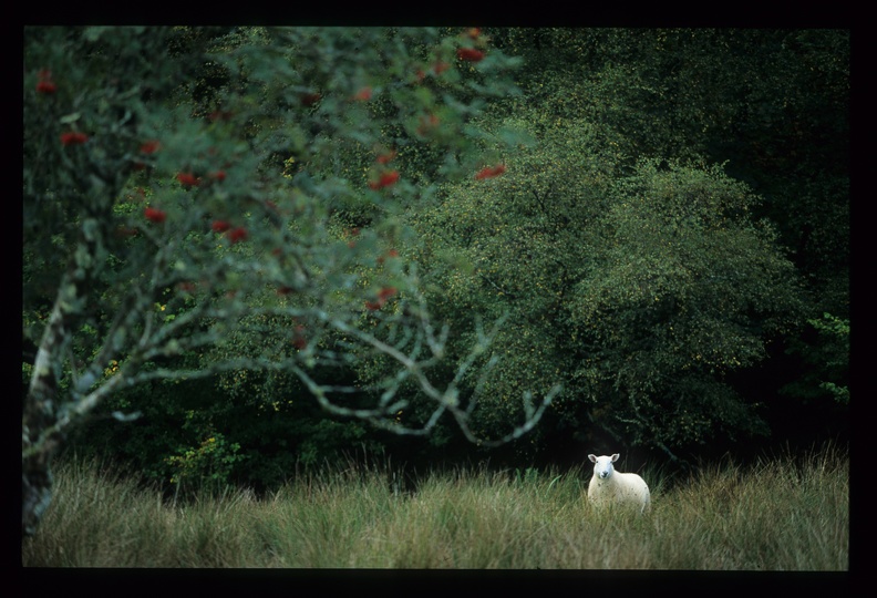 ee183e571c46f8d9ffd7cd6d8a0bd388