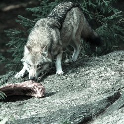 Tiere